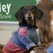 Ep 16: OAKLEY GOES TO SCHOOL — (Cute Dog Video School Day)