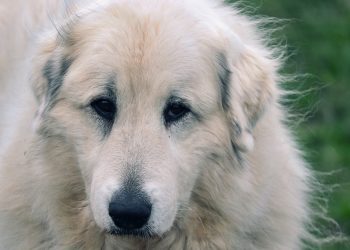 From Playtime to Training: Engaging Kids in Dog Behavior