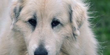 From Playtime to Training: Engaging Kids in Dog Behavior