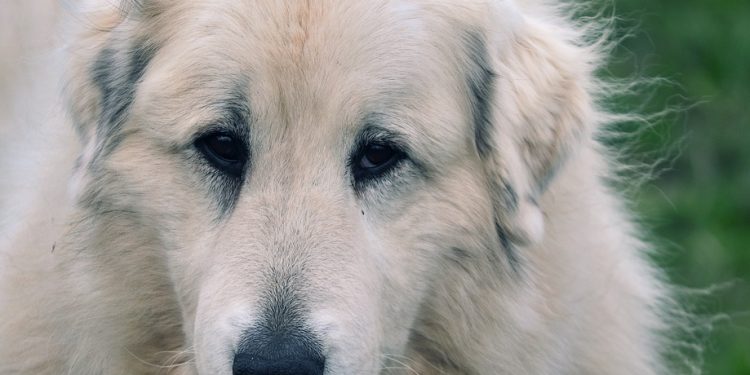 From Playtime to Training: Engaging Kids in Dog Behavior
