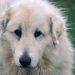 From Playtime to Training: Engaging Kids in Dog Behavior