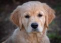 Furry Friends & Learning: How Kids Can Master Dog Training