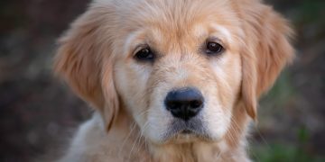 Furry Friends & Learning: How Kids Can Master Dog Training