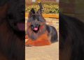 German shepherd dog ! intelligent 🧠 and popular dogs breeds 🌏 #germanshepherd #dog in #intelligent German shepherd dog ! intelligent 🧠 and popular dogs breeds 🌏 #germanshepherd #dog in #intelligent