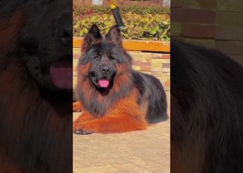 German shepherd dog ! intelligent 🧠 and popular dogs breeds 🌏 #germanshepherd #dog in #intelligent