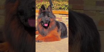 German shepherd dog ! intelligent 🧠 and popular dogs breeds 🌏 #germanshepherd #dog in #intelligent