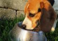Happy Pup, Happy Home: Effective Training Tips for Your Growing Dog Happy Pup, Happy Home: Effective Training Tips for Your Growing Dog