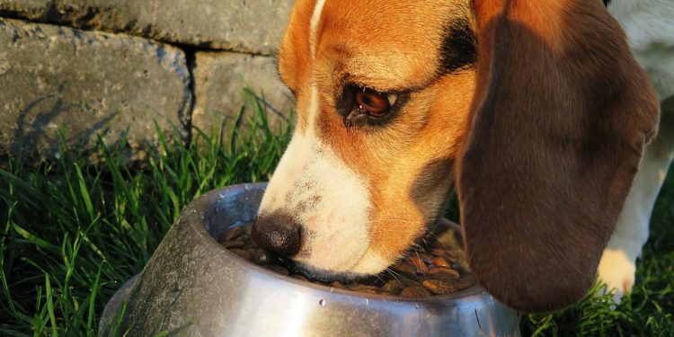 Happy Pup, Happy Home: Effective Training Tips for Your Growing Dog Happy Pup, Happy Home: Effective Training Tips for Your Growing Dog