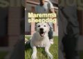 He Cloned His Aging Dog 😮