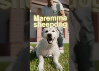 He Cloned His Aging Dog 😮