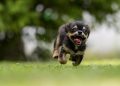 Helping Kids Build Confidence Through Dog Training Adventures!
