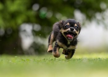 Helping Kids Build Confidence Through Dog Training Adventures!