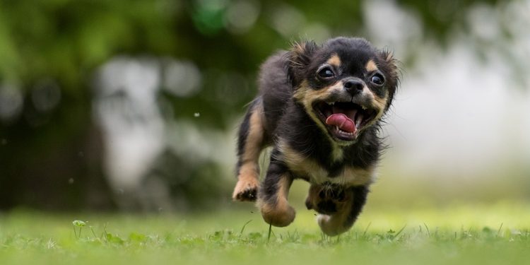 Helping Kids Build Confidence Through Dog Training Adventures!