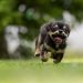 Helping Kids Build Confidence Through Dog Training Adventures!