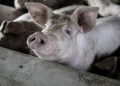 How Barren Environments Amplify Pain In Captive Animals