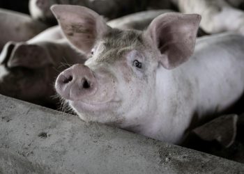 How Barren Environments Amplify Pain In Captive Animals