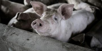 How Barren Environments Amplify Pain In Captive Animals