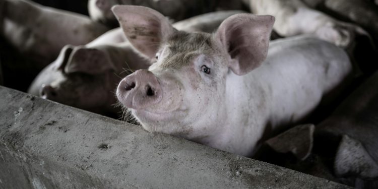 How Barren Environments Amplify Pain In Captive Animals