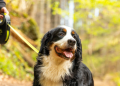 How Predictable Routines Can Reduce Dog Anxiety