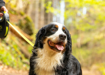 How Predictable Routines Can Reduce Dog Anxiety