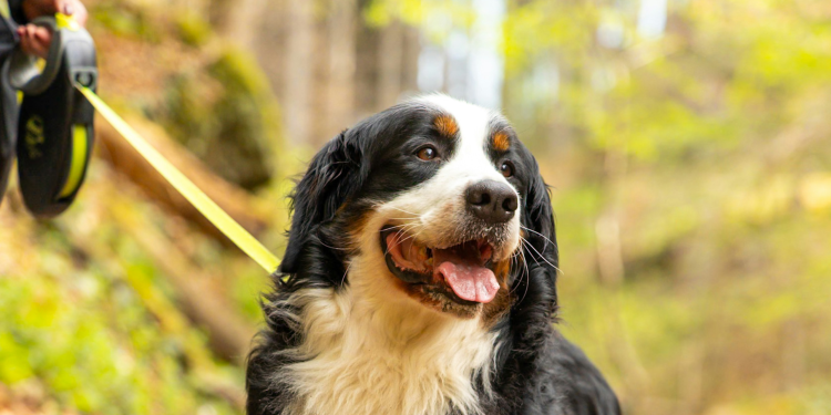 How Predictable Routines Can Reduce Dog Anxiety