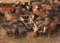 Mercosur feedlot footage exposes harsh reality behind trade agreement