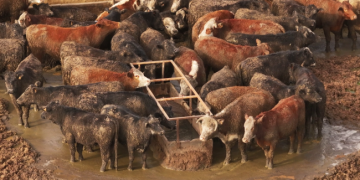 Mercosur feedlot footage exposes harsh reality behind trade agreement