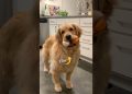 My dog lost 19 pounds!