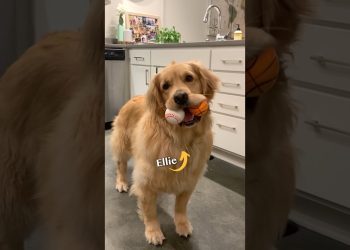 My dog lost 19 pounds!