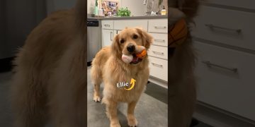 My dog lost 19 pounds!