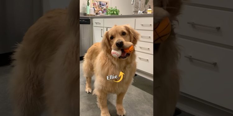 My dog lost 19 pounds!