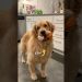 My dog lost 19 pounds!