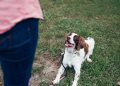 Navigating New Beginnings – Behavior Tips for Newly Adopted Dogs