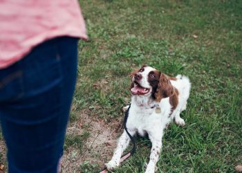 Navigating New Beginnings – Behavior Tips for Newly Adopted Dogs