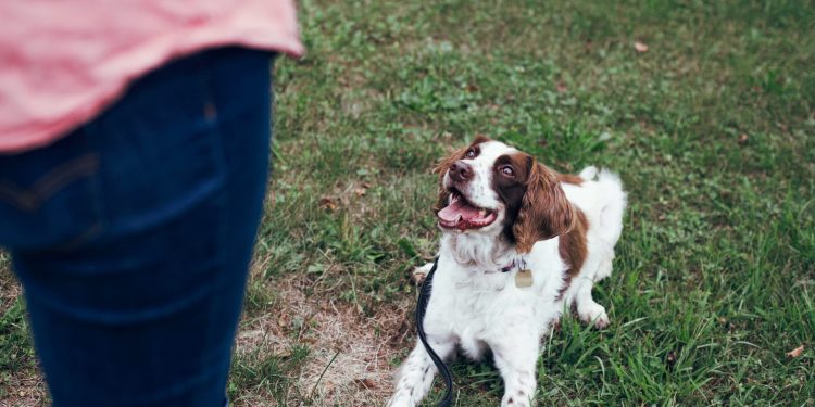Navigating New Beginnings – Behavior Tips for Newly Adopted Dogs