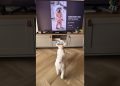 Never Let Your Dog Watch TV 😱🐶 #shorts #dog
