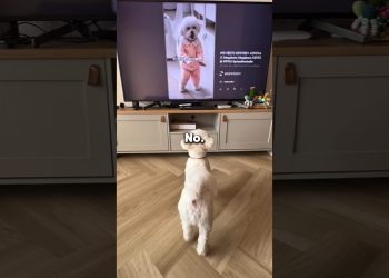 Never Let Your Dog Watch TV 😱🐶 #shorts #dog