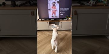 Never Let Your Dog Watch TV 😱🐶 #shorts #dog