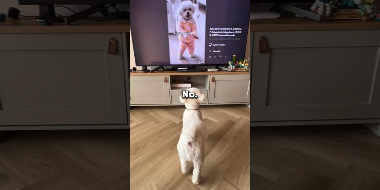 Never Let Your Dog Watch TV 😱🐶 #shorts #dog