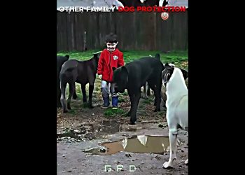 Other Family Dog Protection vs This Dog ☠️ | #edit #trollface #usa #newyork #dog