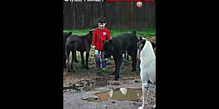 Other Family Dog Protection vs This Dog ☠️ | #edit #trollface #usa #newyork #dog Other Family Dog Protection vs This Dog ☠️ | #edit #trollface #usa #newyork #dog