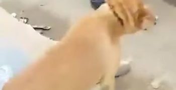 Outrage Grows Over Reports of Mass Dog Killings Ahead of 2030 World Cup