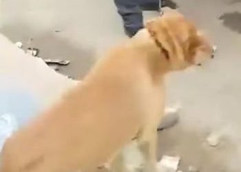 Outrage Grows Over Reports of Mass Dog Killings Ahead of 2030 World Cup