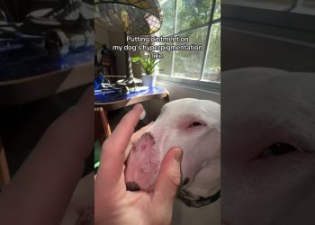 Pookie wasn’t happy! #dogs #sad #nose #meme