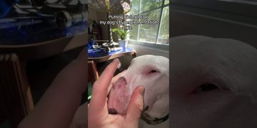 Pookie wasn’t happy! #dogs #sad #nose #meme