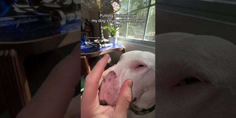 Pookie wasn’t happy! #dogs #sad #nose #meme