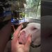 Pookie wasn’t happy! #dogs #sad #nose #meme