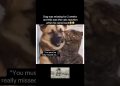 Really missed him🥹 #fyp #viral #animals #cat #cats #dog #dogs #cute #reunion #fypシ #shorts #ytshort