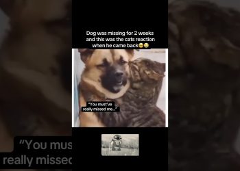 Really missed him🥹 #fyp #viral #animals #cat #cats #dog #dogs #cute #reunion #fypシ #shorts #ytshort