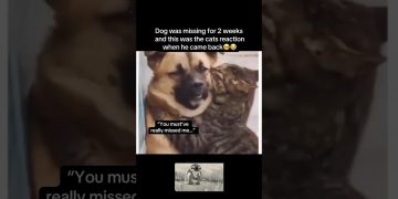 Really missed him🥹 #fyp #viral #animals #cat #cats #dog #dogs #cute #reunion #fypシ #shorts #ytshort